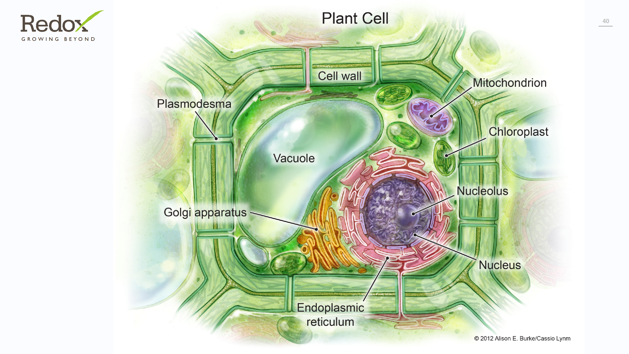 Unlocking The Secrets Of Nitrogen Which Pathways Matter Most - zxa1vec
