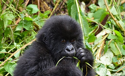 Gorilla Trekking (Kenya)
