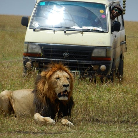 Lion volunteer South Africa