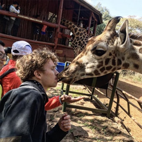 Giraffe kisses 